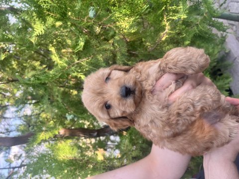 Toy poodle ve maltipoo bebekler