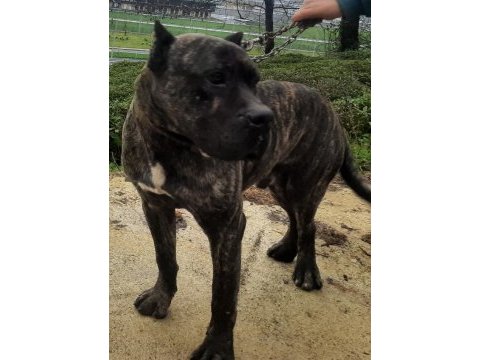 Sahibinden 8 aylık cane corso