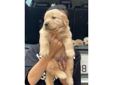 Tatlı golden retriever bebekler