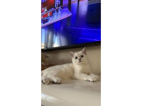 4 aylık erkek british shorthair silver point