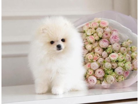 Teacup teddy bear pomeranian