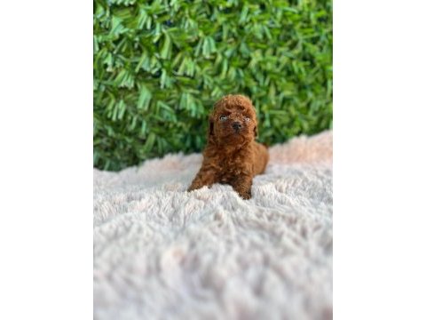 Toy poodle bebekler