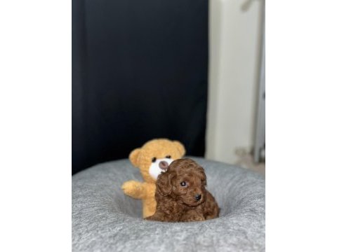 Kore poodle