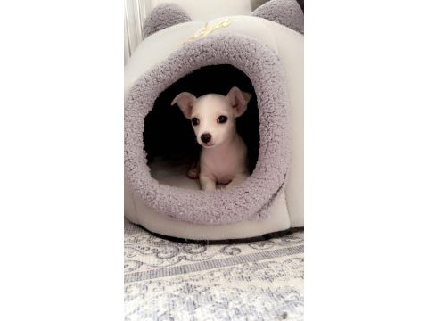 En güzel chihuahua bebek