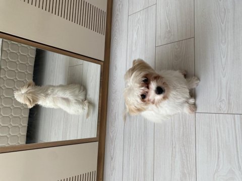 Dişi maltipoo yavru