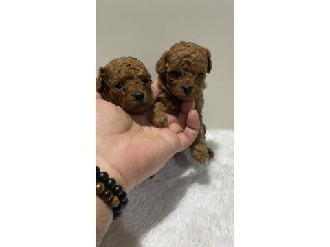 Teacup kore kan 1 aylık poodle yavrular