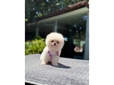 Ayıcık surat pomeranian boo yavrumuz
