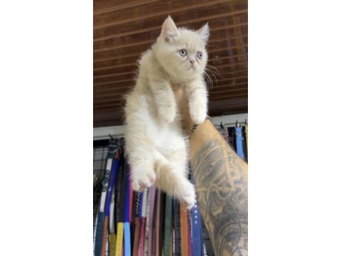 Siyah renk balgöz british shorthair