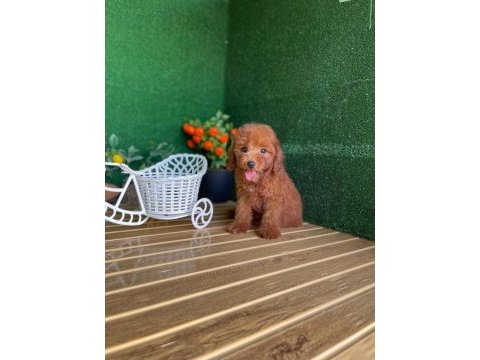 Toy poodle köpekler referans yavru