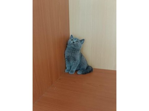 British shorthair lilac ve gri