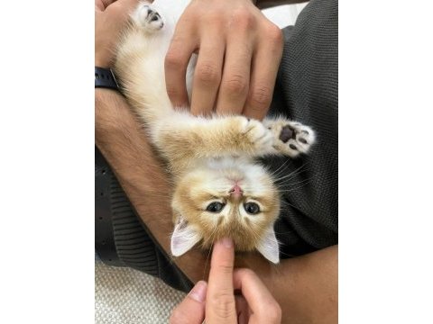 British shorthair golden shaded 2 aylık yavru dişi