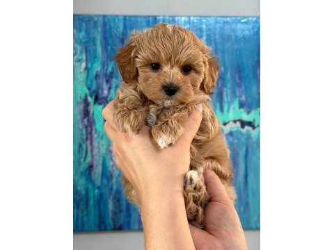 Kore maltipoo yavruları
