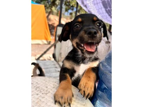 Orjinal ırk minyatür pinscher