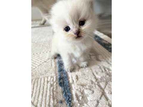 British short ve longhair