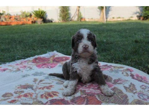 Tr de nadir bulunan irklardan ausiee doodle yavrularimiz