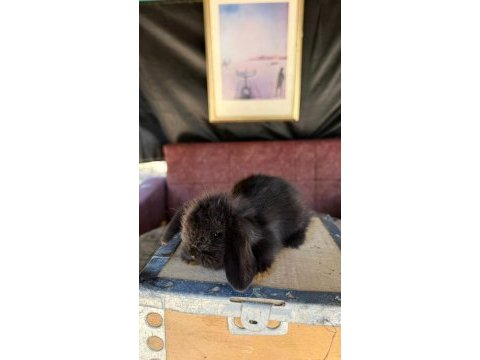 Hollanda lop ve cüce tavşanlar
