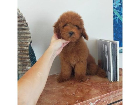 Köpeğimizin adını siz koyun