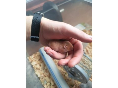 Sevimli ufak hamster yavrular