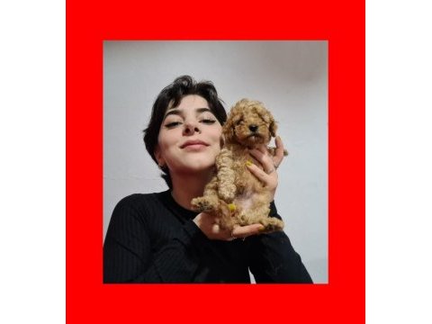 Harika kalitede poodle yavrularımız