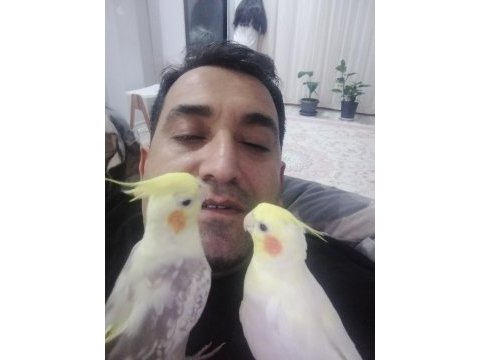 Sağlıklı ev beslemesi yavru sultan papağanlar