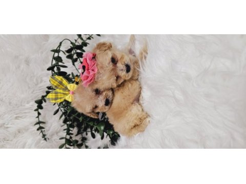 Maltipoo tecup