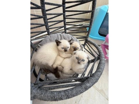 British shorthair ve scottish fold yavrularımız