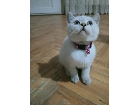 Mavi gözlü blue point british shorthair yavrular