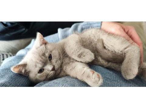 70 günlük lilac renk scottish straight