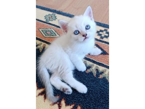 Ücretsiz british shorthair beyaz kedimiz