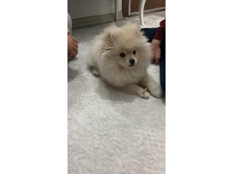 Pomeranian boo köpeği