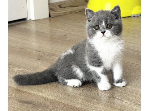 Safkan british shorthair yavru