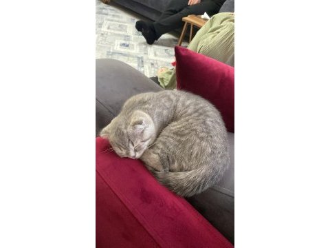 3 aylık erkek scottish fold