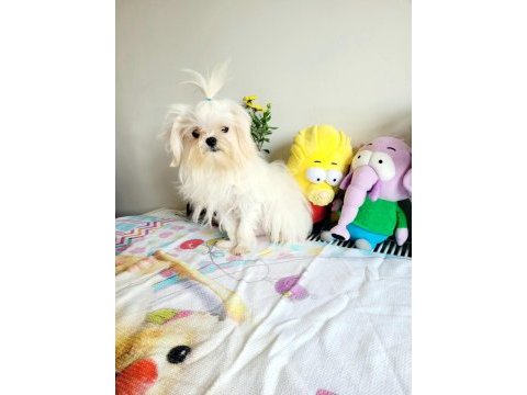 Kore maltese