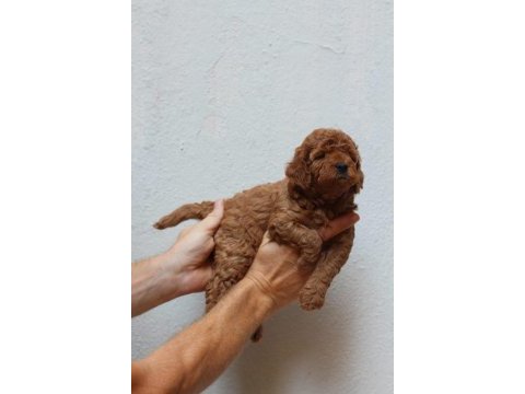 Toy poodle yavruları