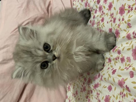 British longhair yavruma acil yuva aranıyor