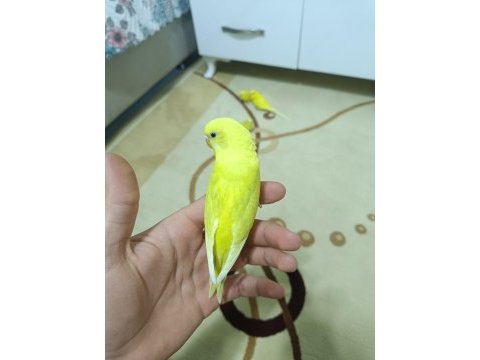 Yetişkin ve yavru eğitime açık muhabbet kuşları