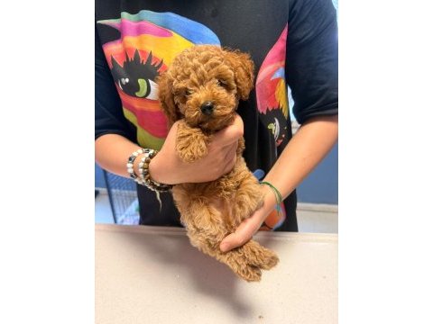 2.5 aylık erkek toy poodle