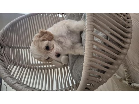 Maltipoo yavrularımız yeni ailelerini arıyor!