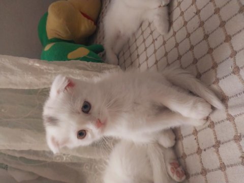 Scottish fold yavrular
