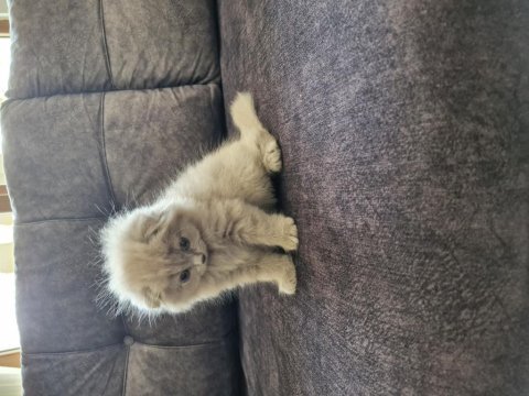 Minik scottish fold hanım yeni yuvasını arıyor