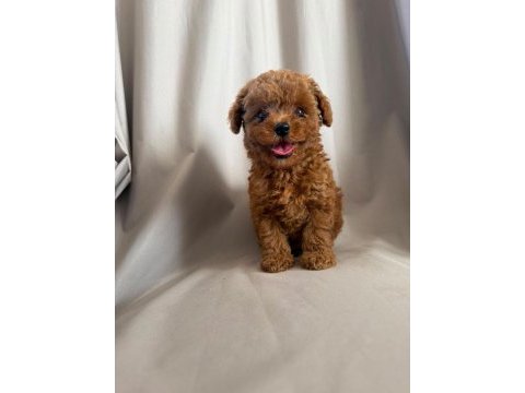 Orjinal toy poodle yavrumuz 