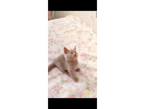Gri lilac dişi erkek safkan yavru kediler
