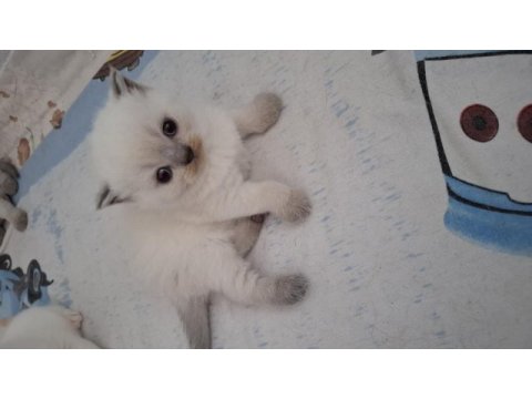 British shorthair dişi yavrumuz