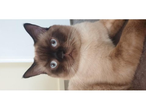 11 aylık british shorthair çiftleştirme