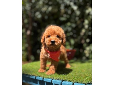 Show kalite toy poodle köpeği