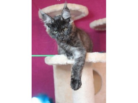 Safkan ns maine coon erkek yavru