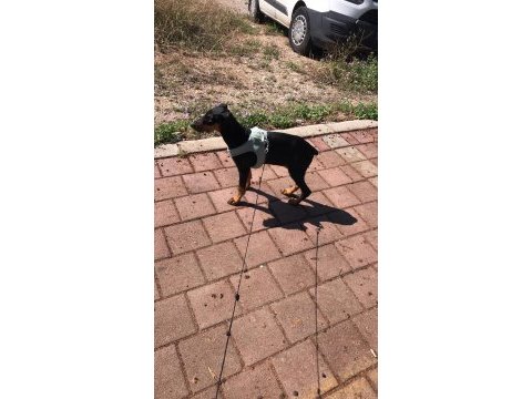 Dünyalar tatlısı 4 aylık doberman eğitime açık
