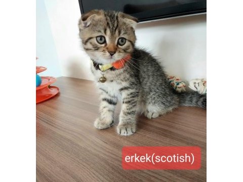 Scottish fold ve british saf kan oyuncu bebeklerimiz