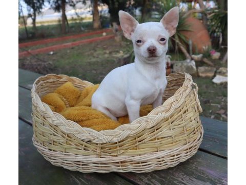 Chihuahua dişi elma kafa küt burun a kalite