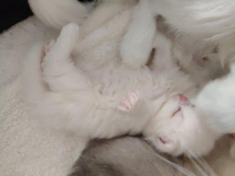 Kar beyazı british longhair yavrular